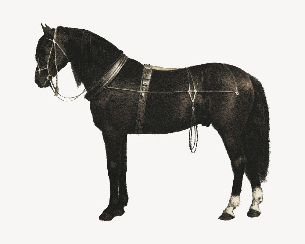 Vintage painting Orloffer horse, isolated design