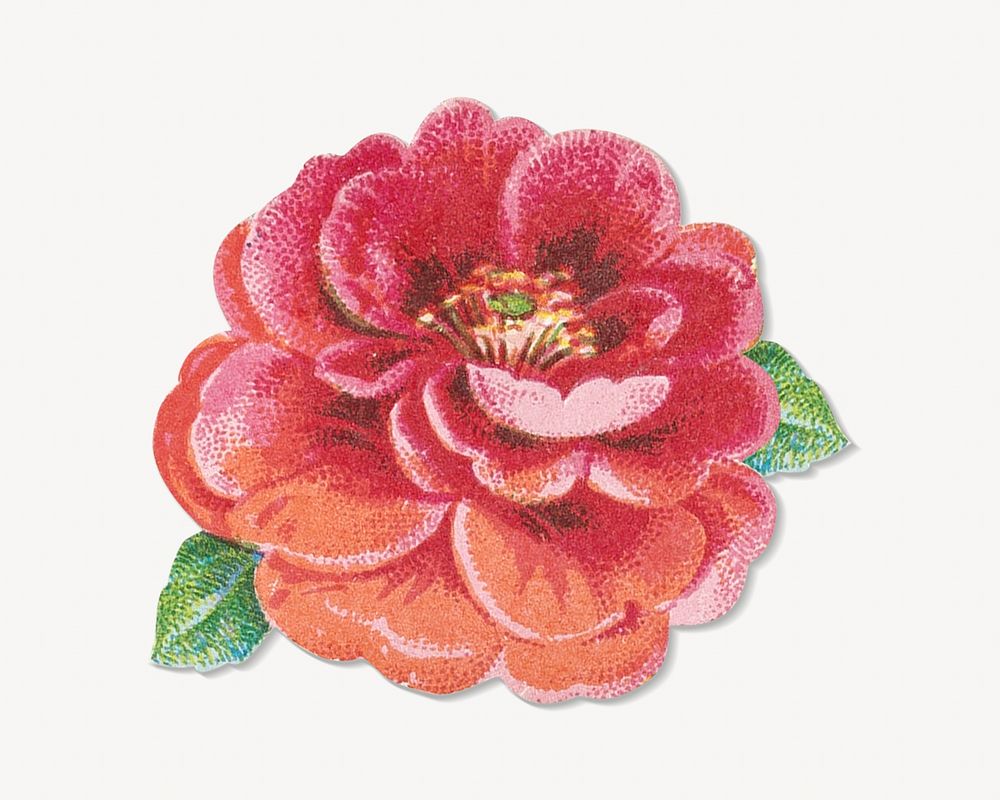 Pink flower, vintage botanical illustration. Remixed by rawpixel.