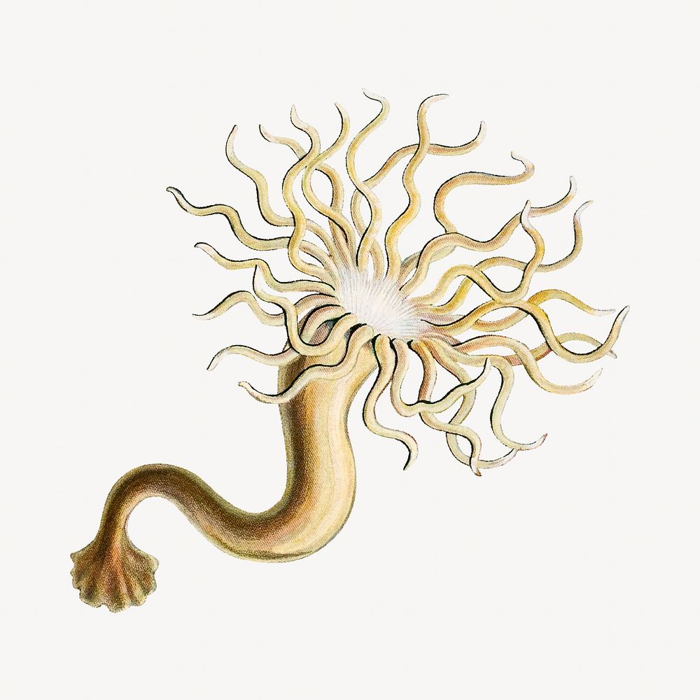 Haeckel Actiniae, marine life illustration by Ernst Haeckel. Remixed by rawpixel.