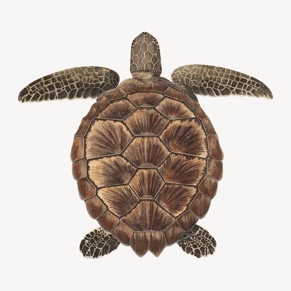 Tortoise, vintage animal illustration by James Heath. Remixed by rawpixel.