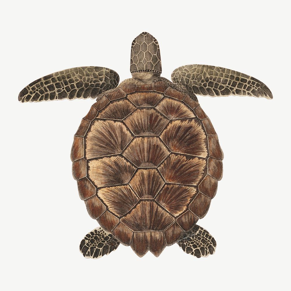 Tortoise, vintage animal illustration by James Heath psd. Remixed by rawpixel.