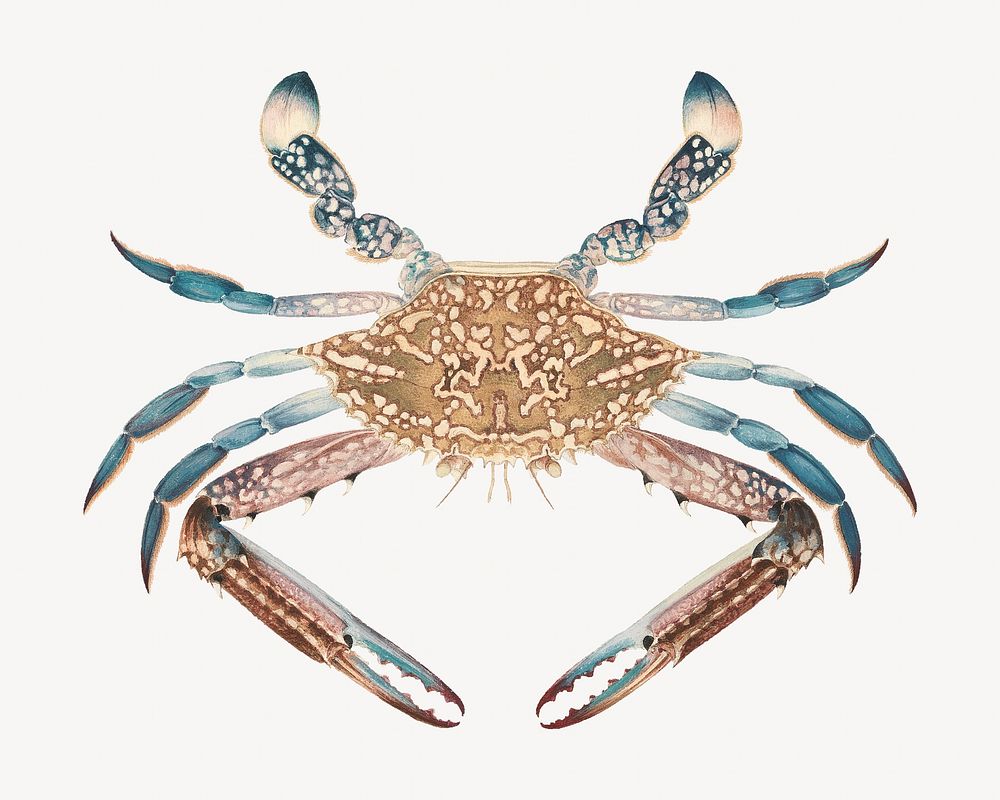 Blue crab, vintage sea animal illustration by Luigi Balugani. Remixed by rawpixel.