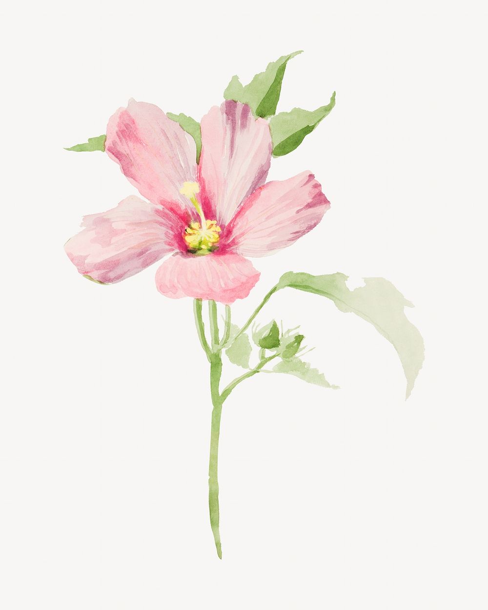 Mallow flower watercolor illustration element. Remixed from vintage artwork by rawpixel.