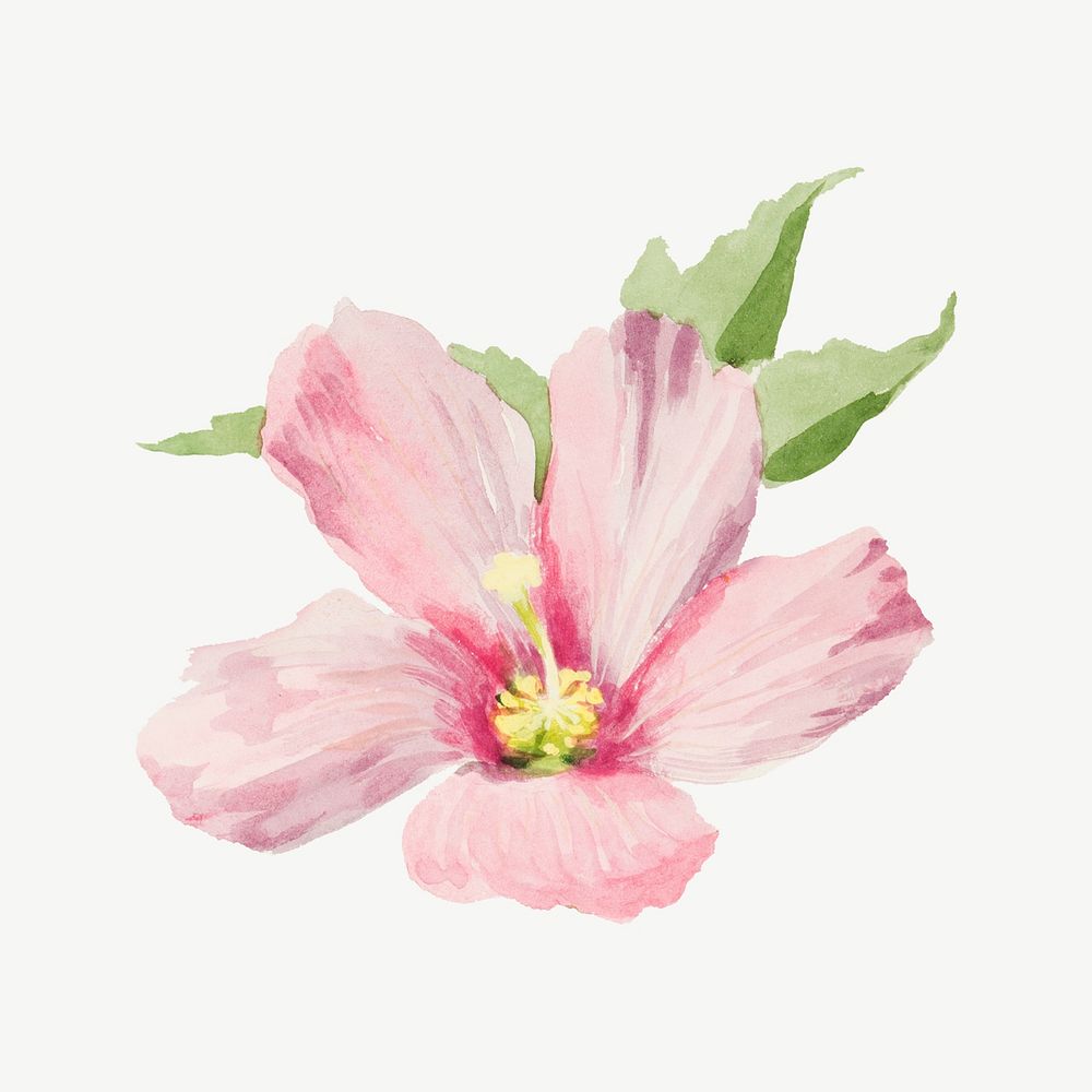 Mallow flower watercolor illustration element psd. Remixed from vintage artwork by rawpixel.