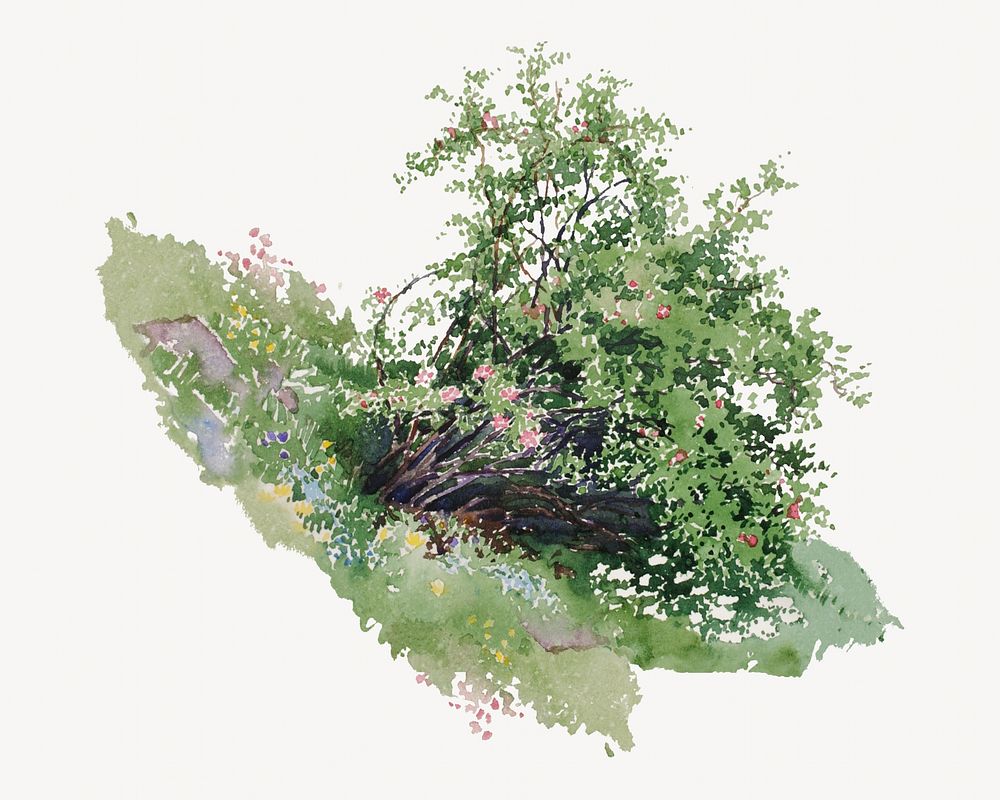 Wild roses watercolor illustration element. Remixed from George Elbert Burr artwork, by rawpixel.