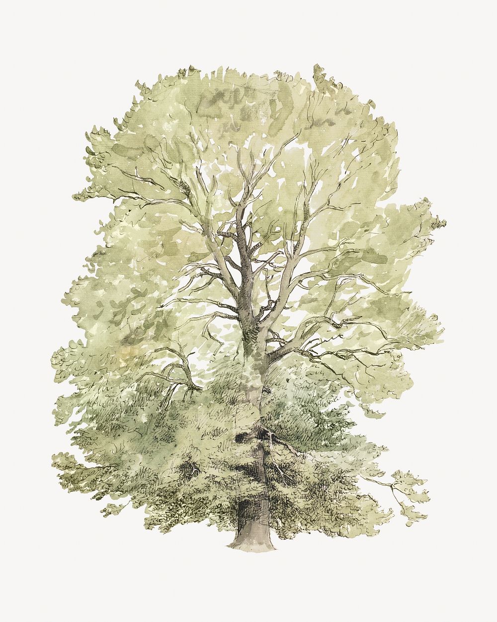 Green tree watercolor illustration element. Remixed from Peter Christian Thamsen Skovgaard artwork, by rawpixel.