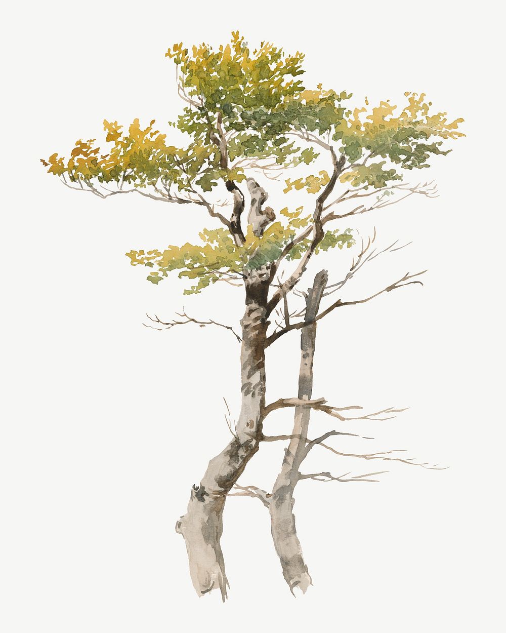 Green tree watercolor illustration element psd. Remixed from Friedrich Carl von Scheidlin artwork, by rawpixel.