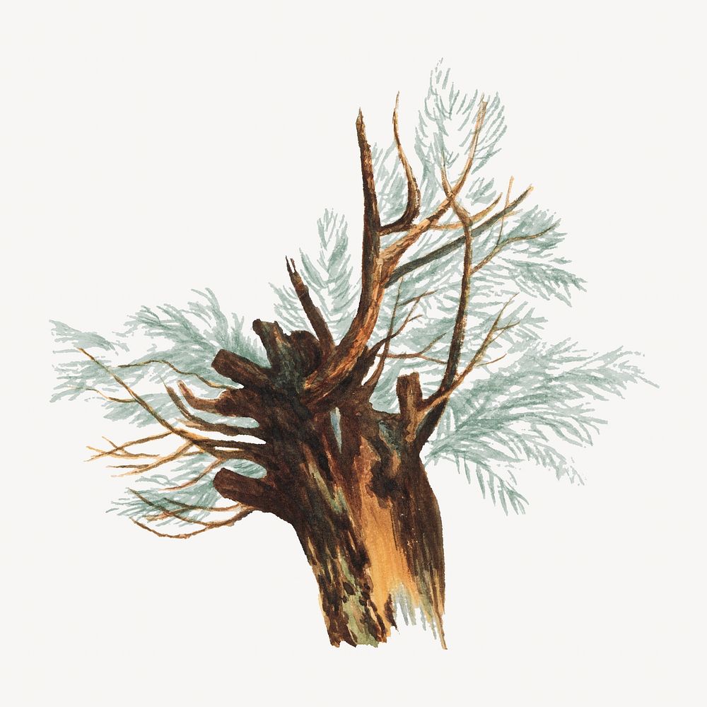 Tree watercolor illustration element. Remixed from vintage artwork by rawpixel.