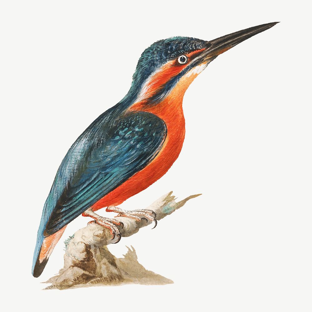 Kingfisher bird watercolor illustration element psd. Remixed from Thomas Atwood artwork, by rawpixel.