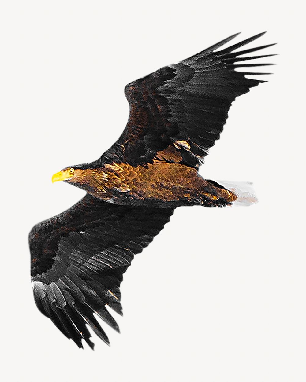 Eagle isolated image