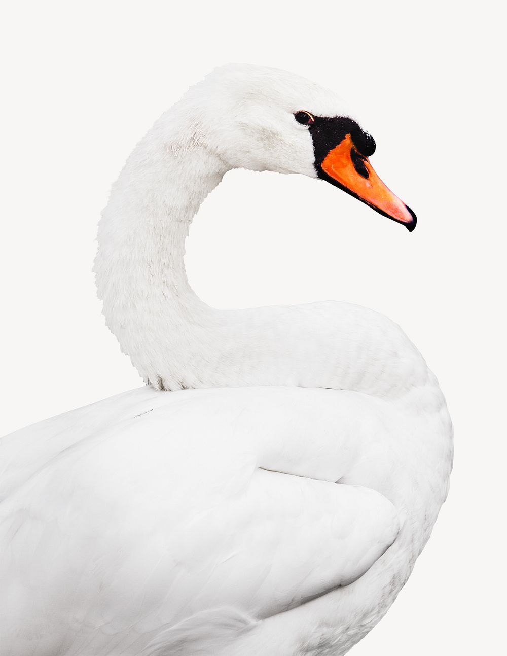 Swan isolated image