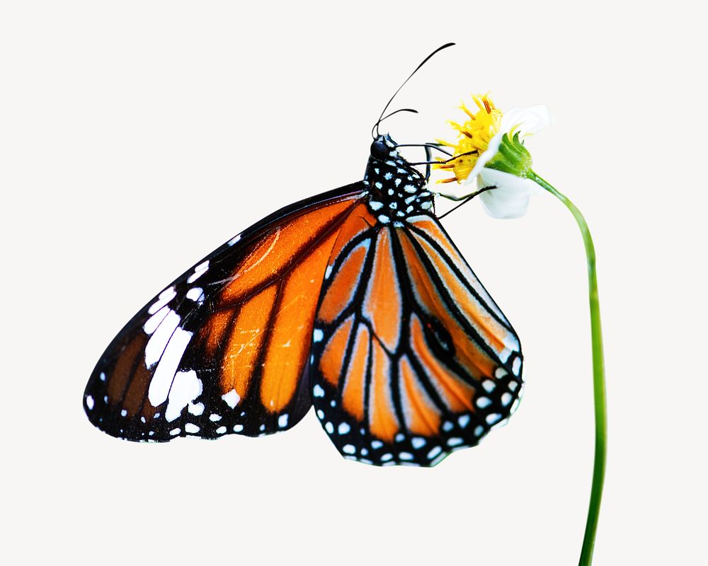 Butterfly isolated image