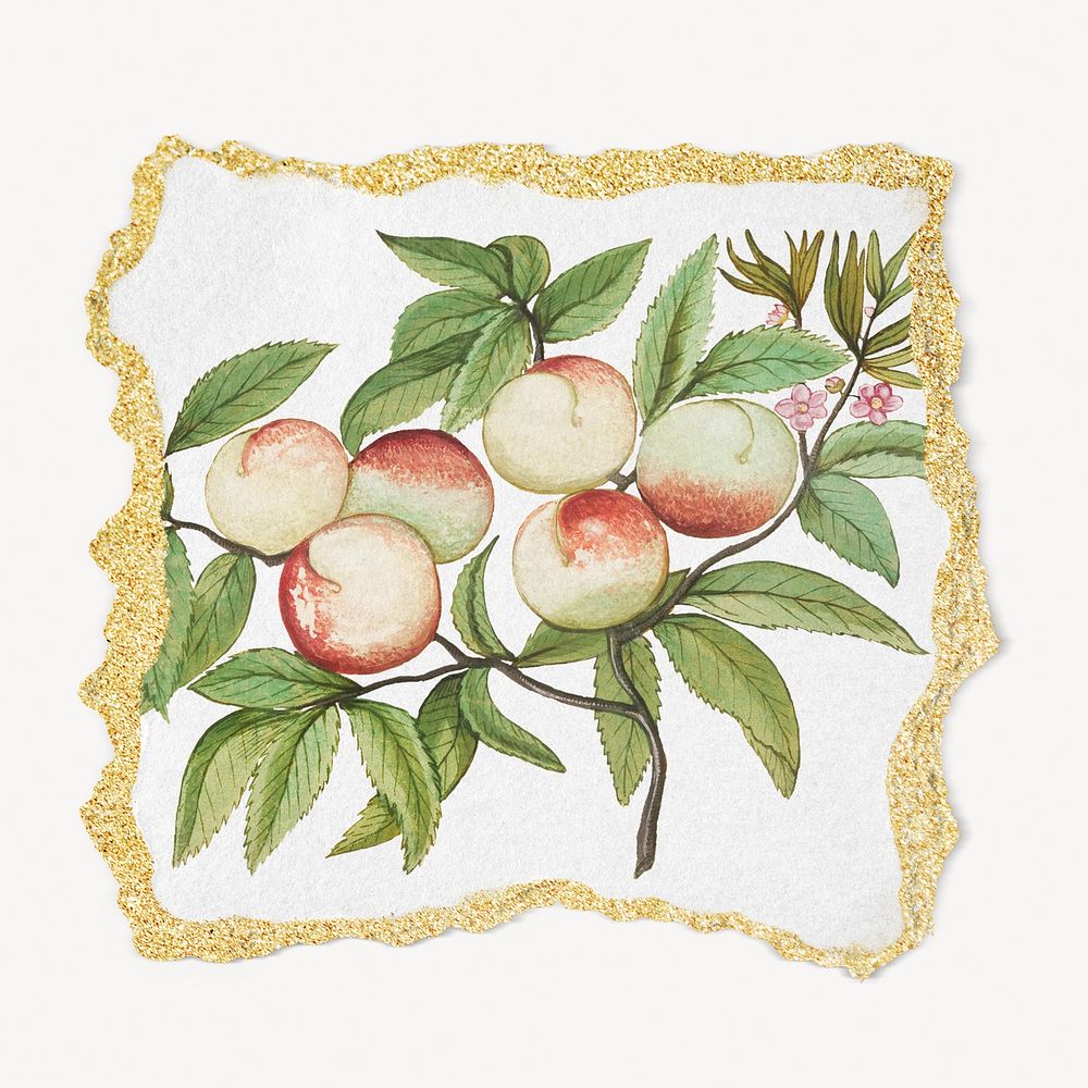 Vintage peach branch illustration, ripped paper. Remixed by rawpixel.