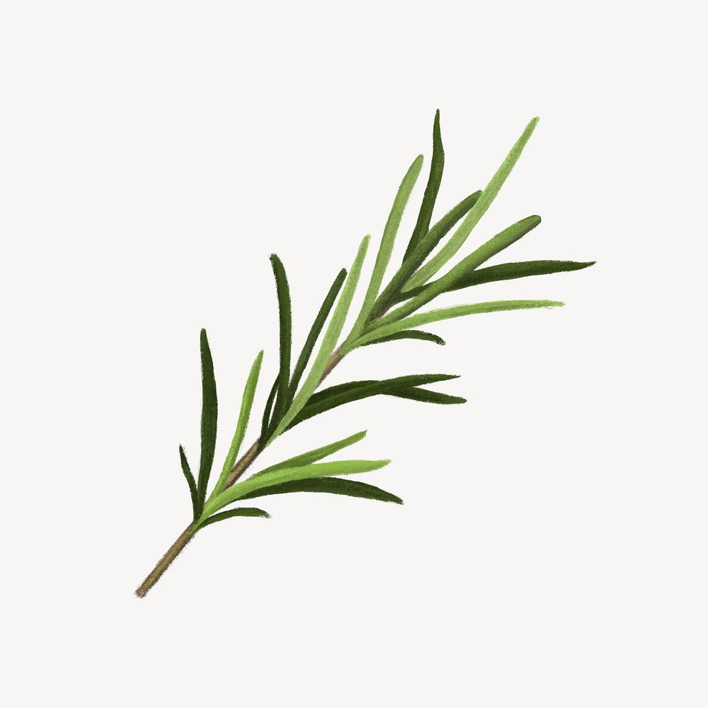 Rosemary herb, healthy food illustration