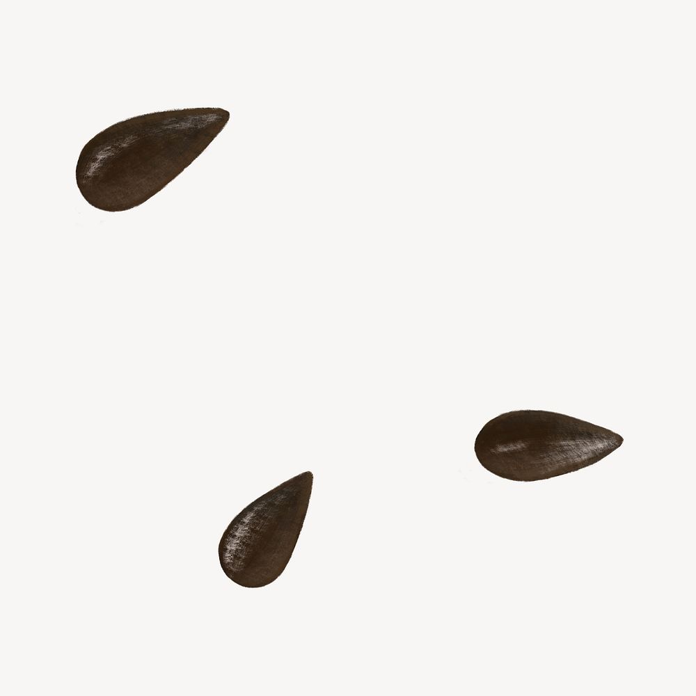 Black sesame seed, food ingredient illustration