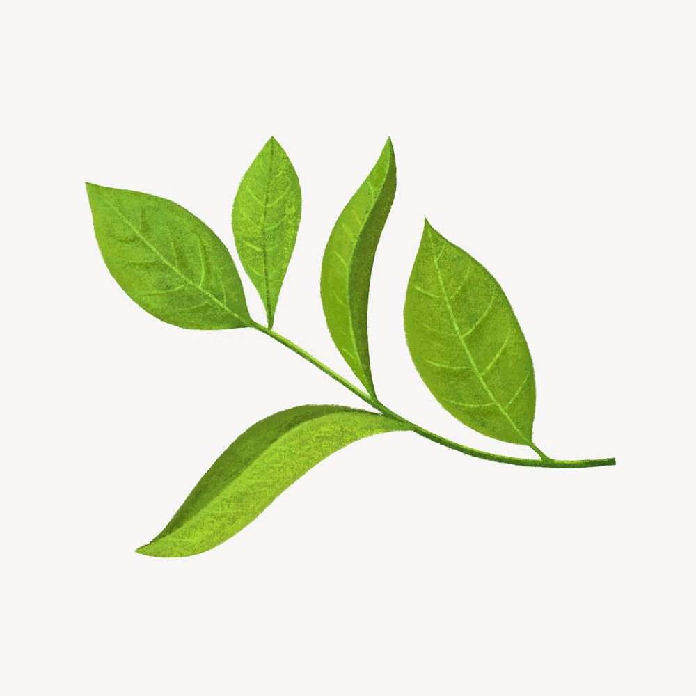 Green tea leaf, healthy food illustration