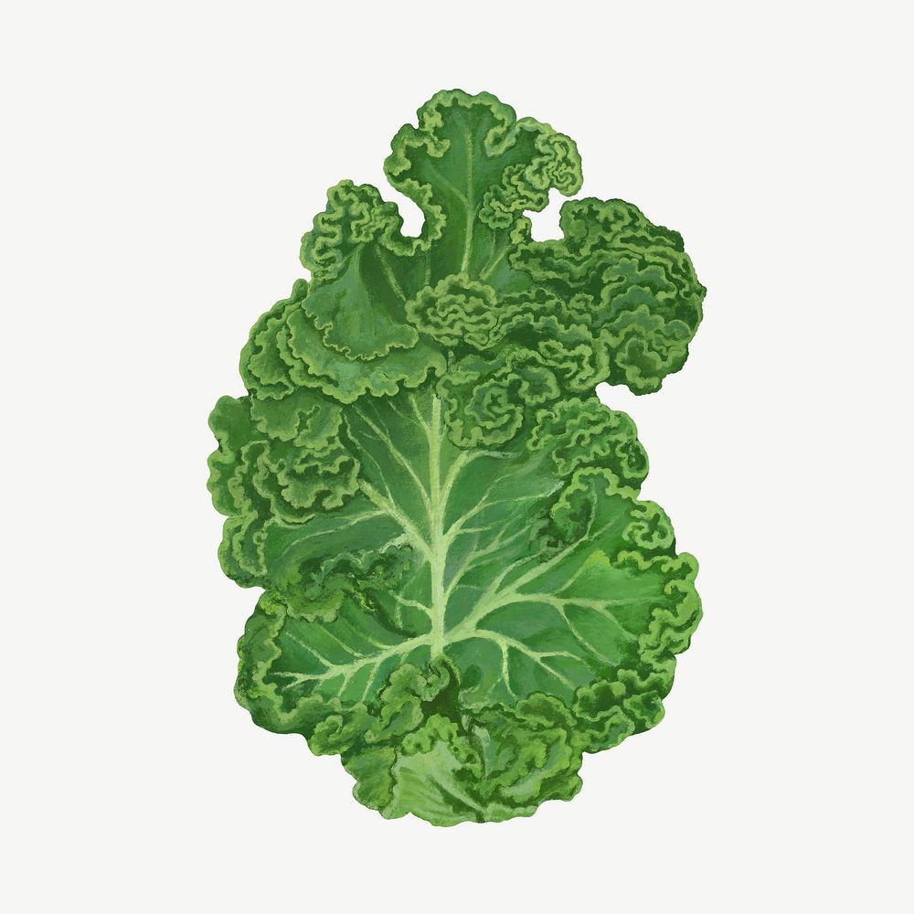 Kale salad vegetable, healthy food collage element psd