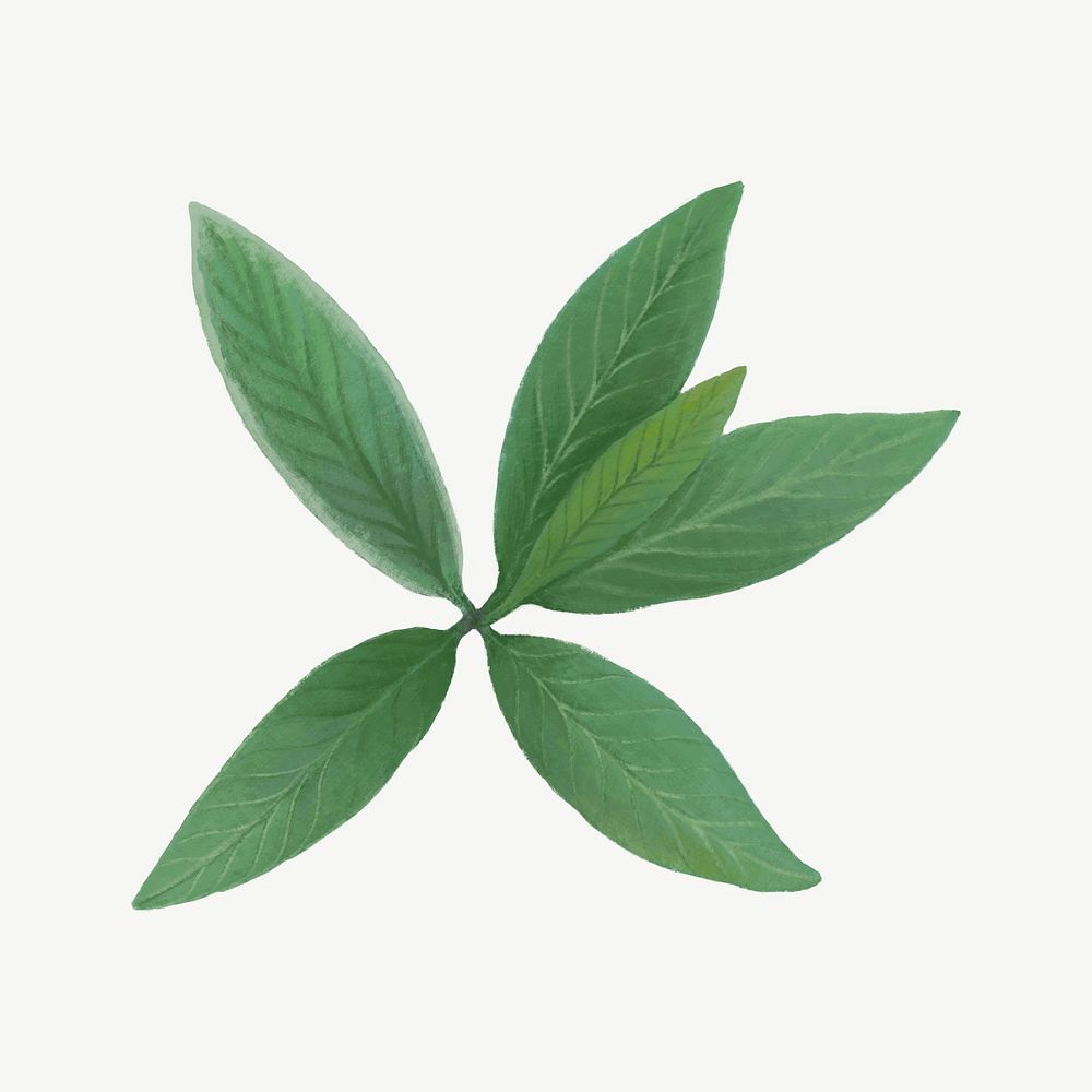 Sage herb leaf, healthy food collage element psd