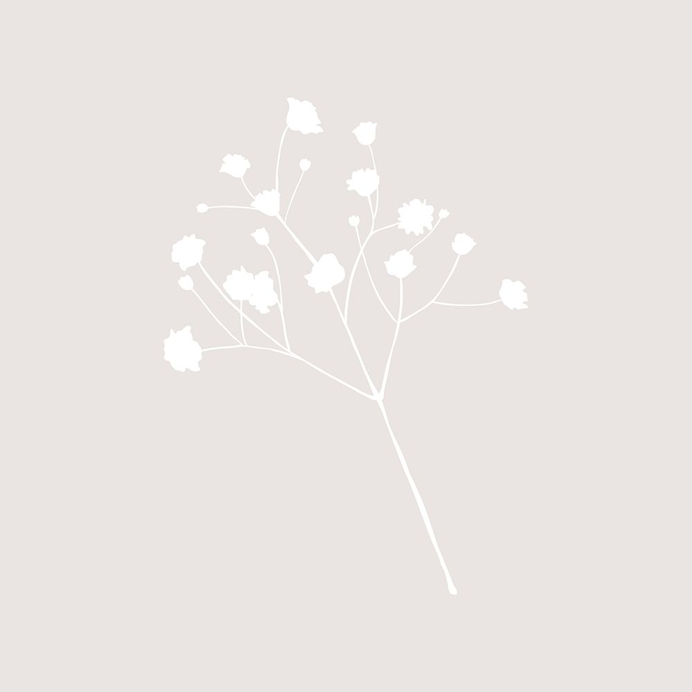 Gypsophila branch silhouette flower, botanical collage element psd