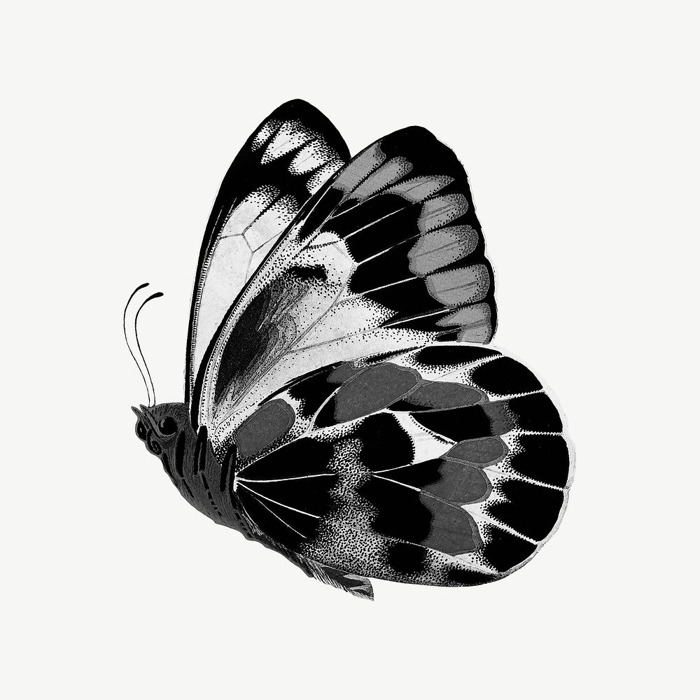 Black butterfly collage element psd
