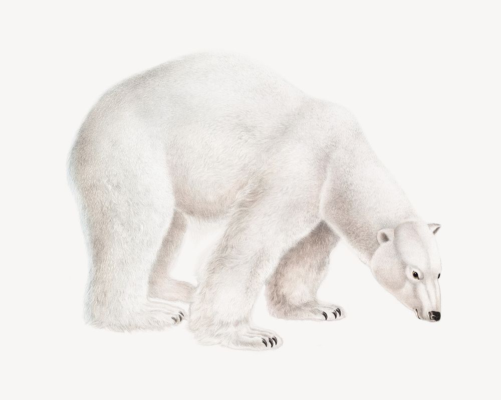 Polar bear, wild animal illustration