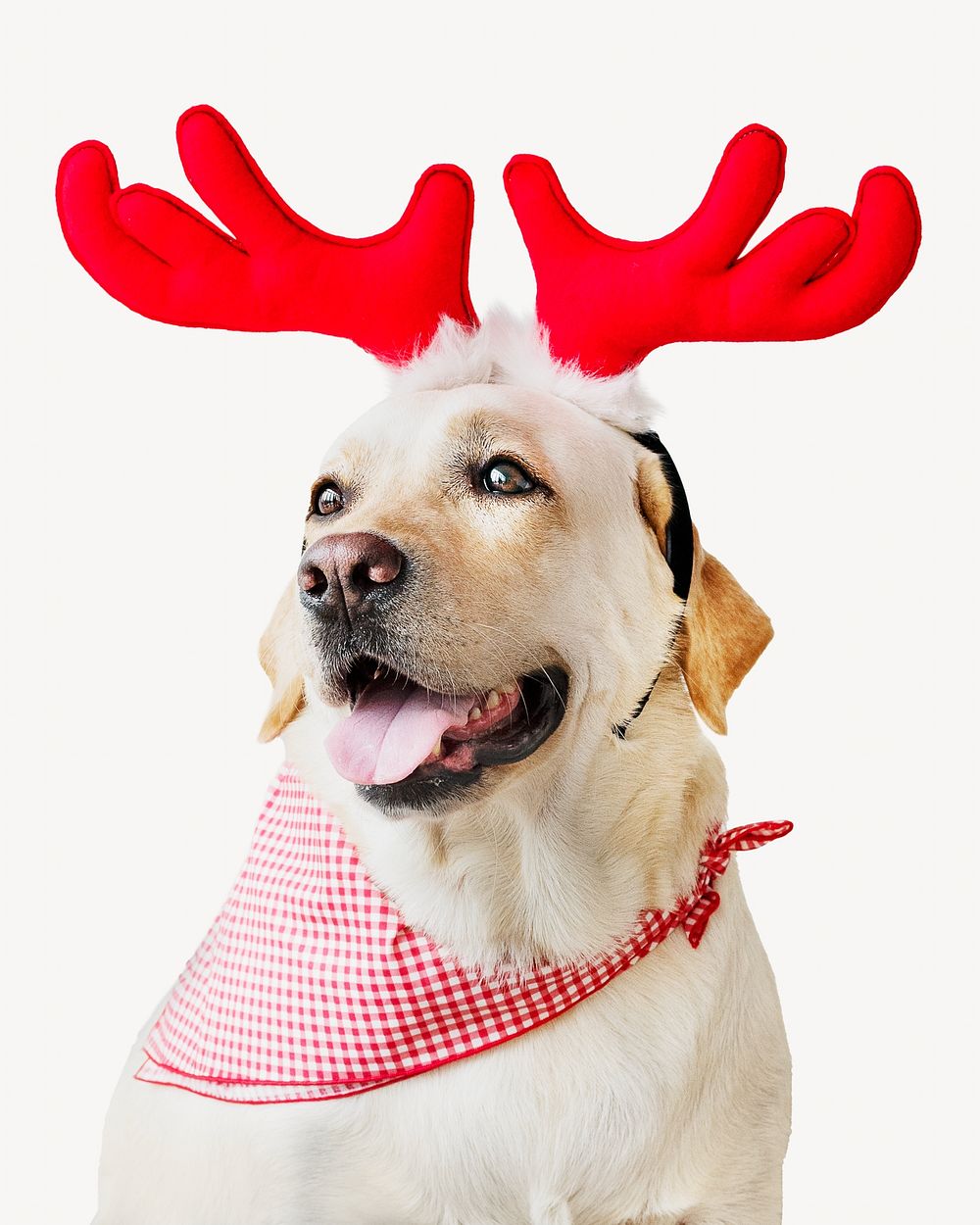 Christmas Labrador Retriever wearing antlers isolated image