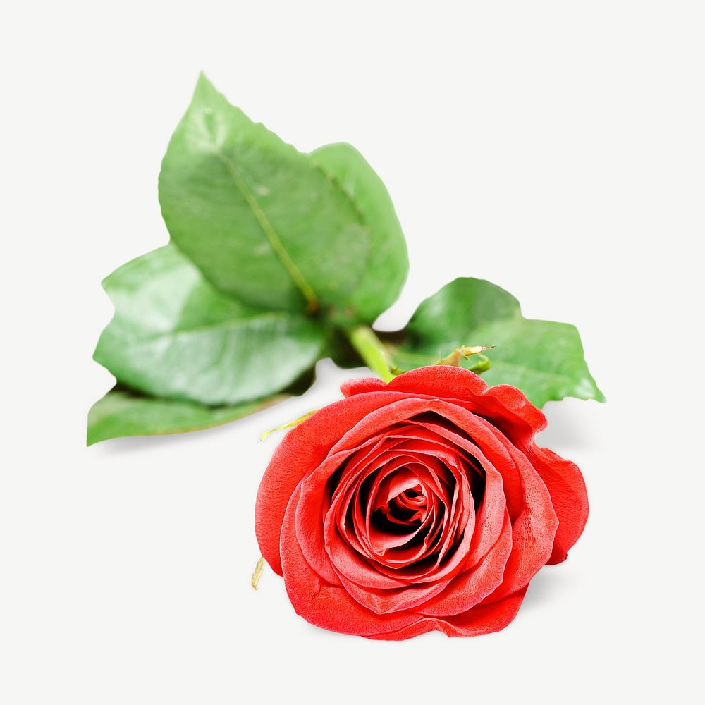 Red rose collage element psd