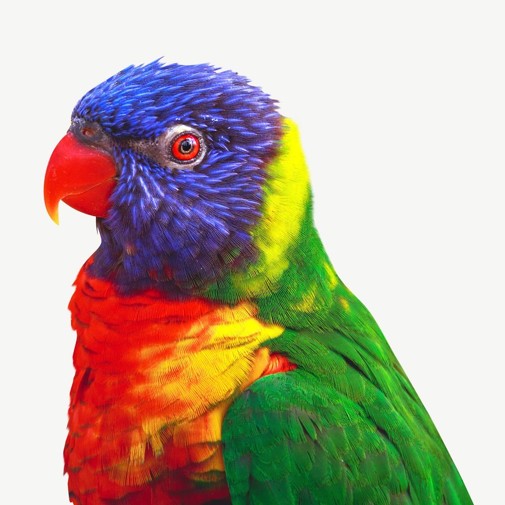 Colorful parrot design element psd
