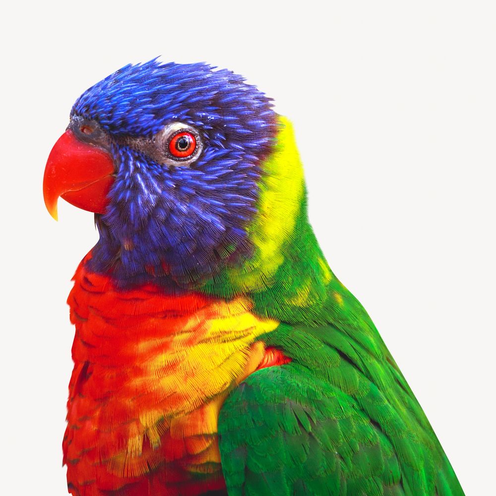 Colorful parrot, isolated design