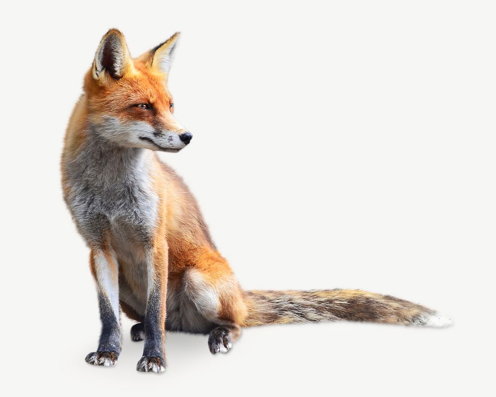 Fox, wildlife collage element psd