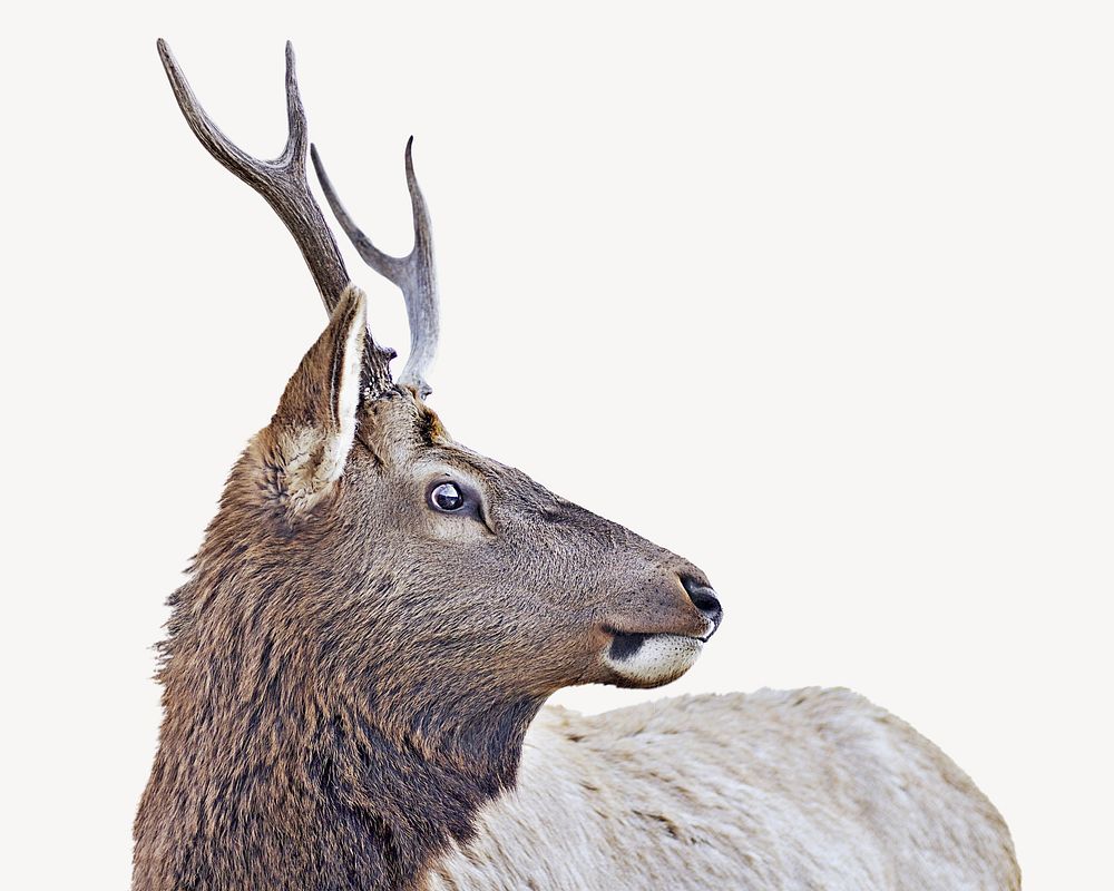 Young elk, isolated design