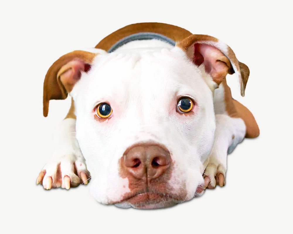 Cute pitbull psd, isolated design