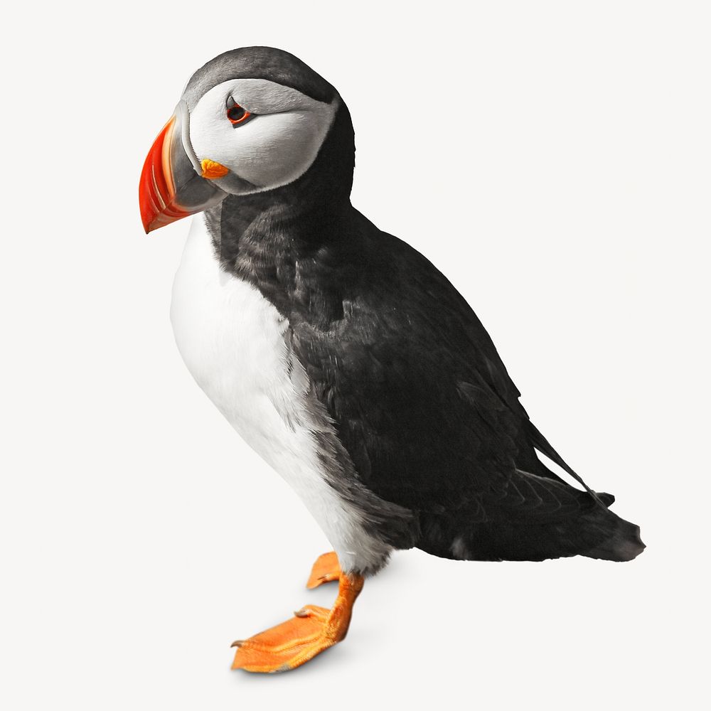 Puffin bird isolated image