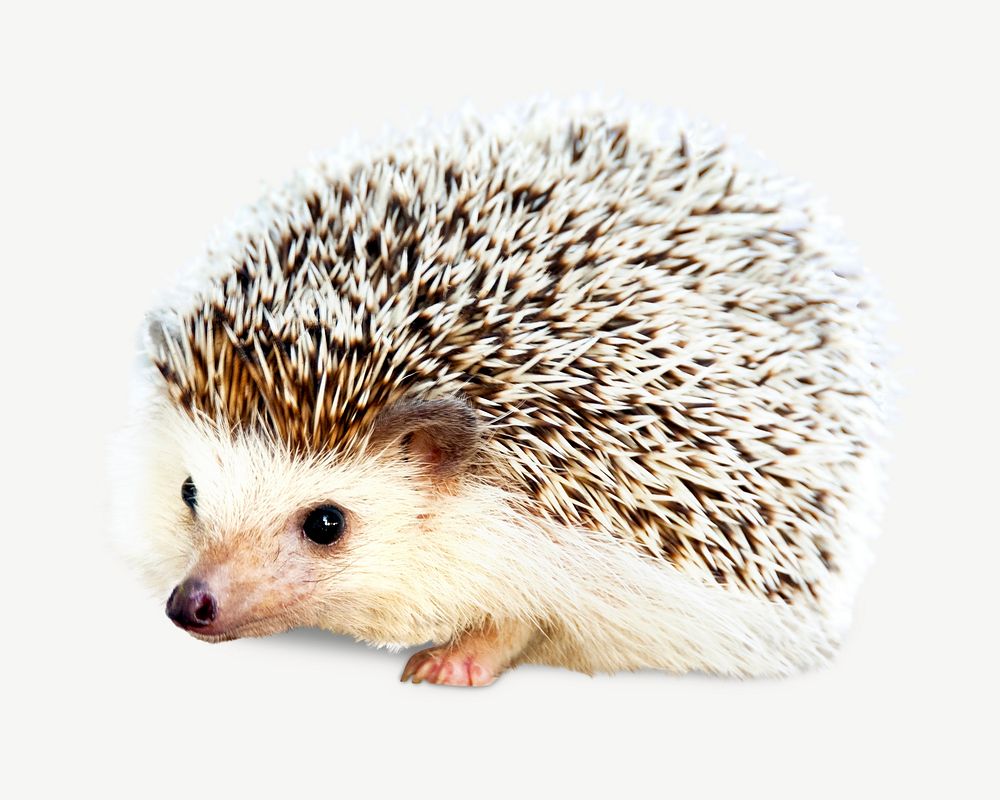 Baby hedgehog psd isolated design | Free PSD - rawpixel