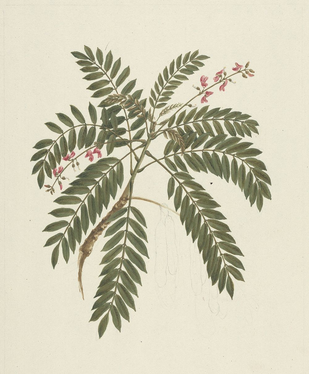 Millettia ferruginea  (Hochst) Baker: finished drawing by James Bruce