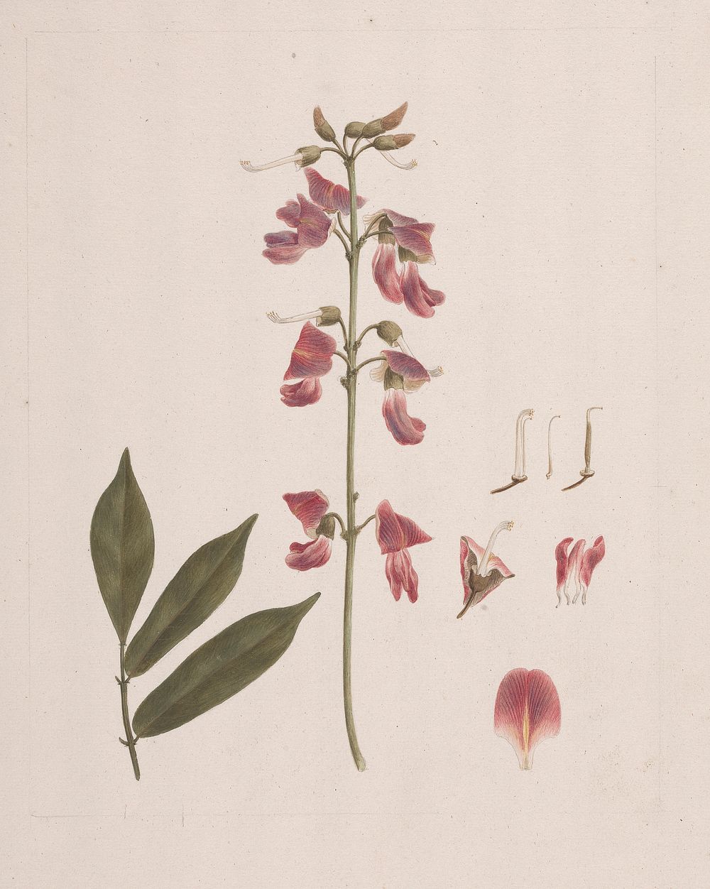 Millettia ferruginea  (Hochst.) Baker:  finished drawing with a few details excluded by Luigi Balugani