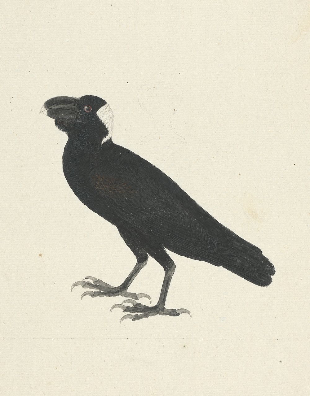 Corvs crassirostris (Thick-Billed Raven) by James Bruce