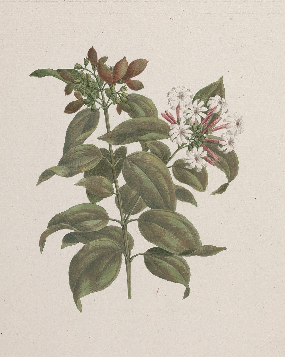 Jasminum dichotomun  Vahl (African jasmine): finished drawing by Luigi Balugani