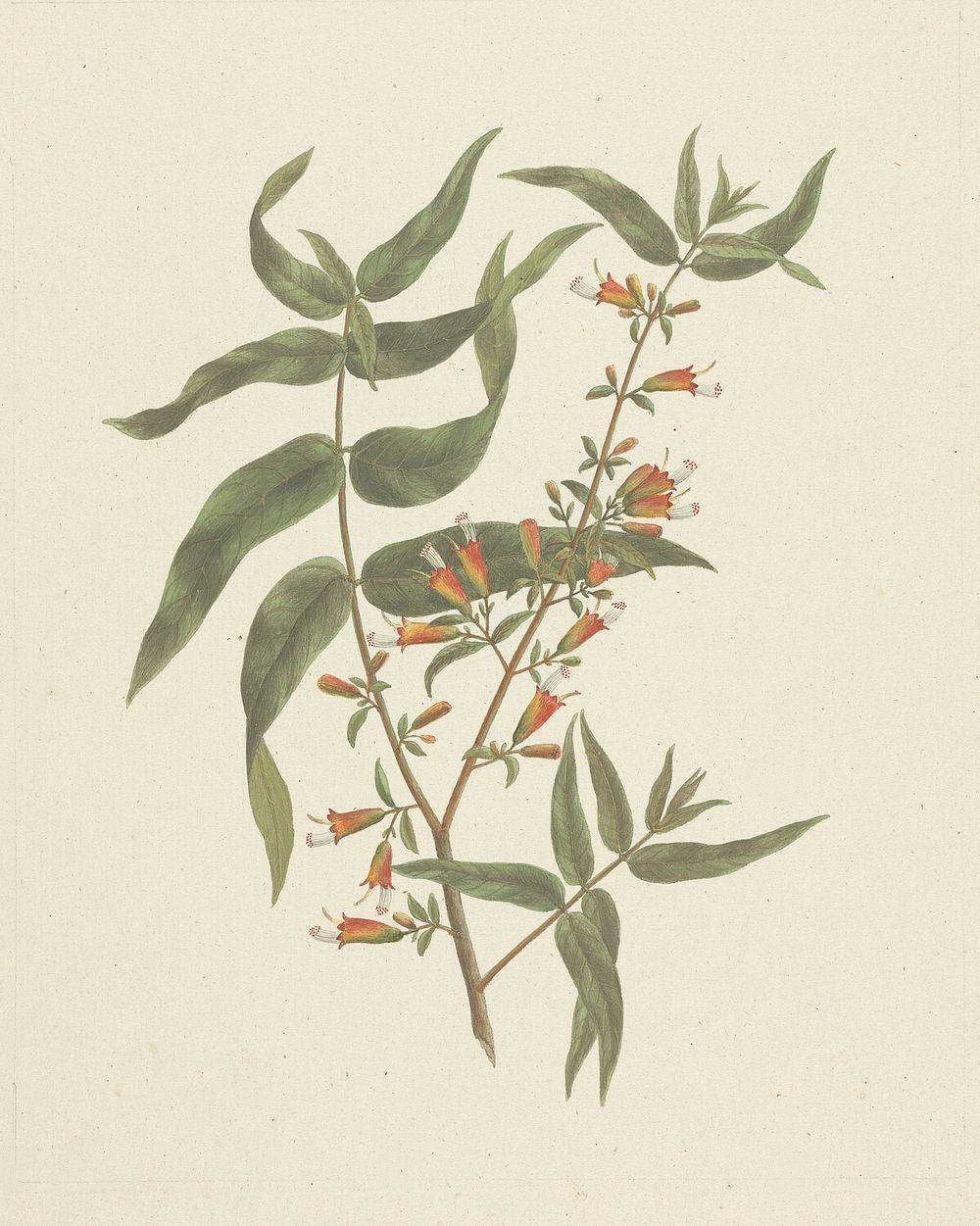 Woodfordia uniflora  (A. Rich.) Koehne: finished drawing of flowering shoot by James Bruce