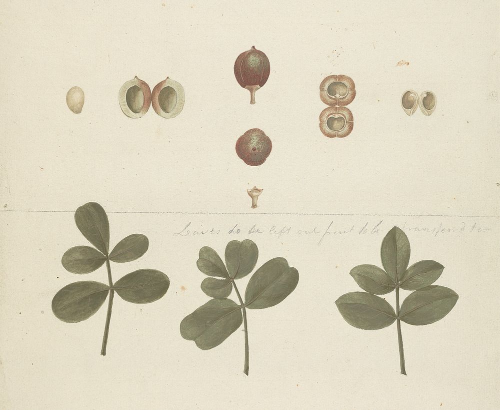Commiphora gileadensis  (L.) C. Chr. (Balm of Gilead, Opobalsam): finished drawing of fruit, dissected fruits, and leaves by…