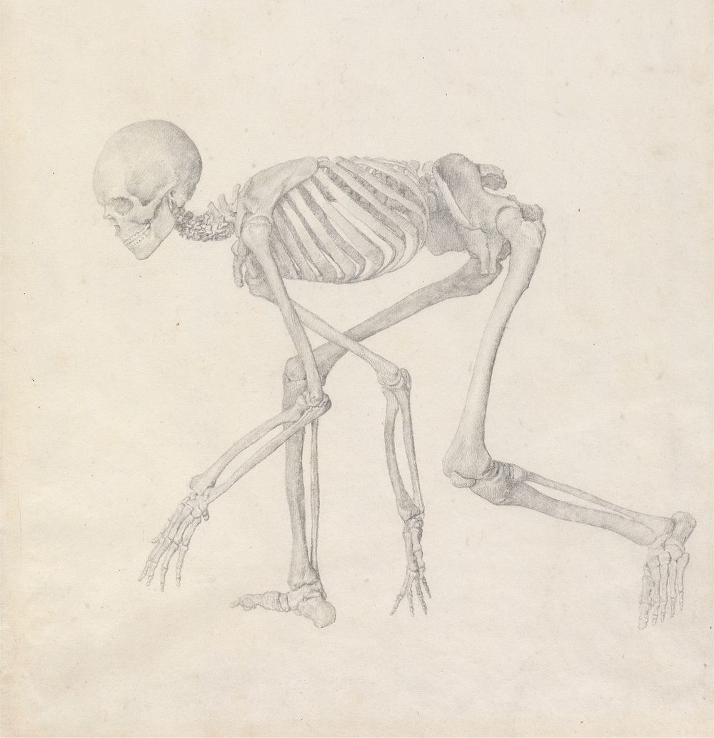 Human Skeleton, Lateral View (in Crouching Posture; finished study for an unpublished table) by George Stubbs