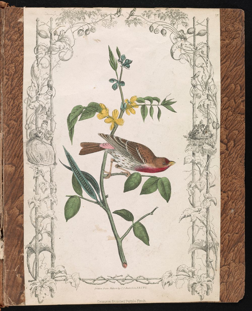 Crimson fronted Purple Finch. Drawn from nature by J.J. Audubon, F.R.S.F.L. (1840–1860) print in high resolution by John…