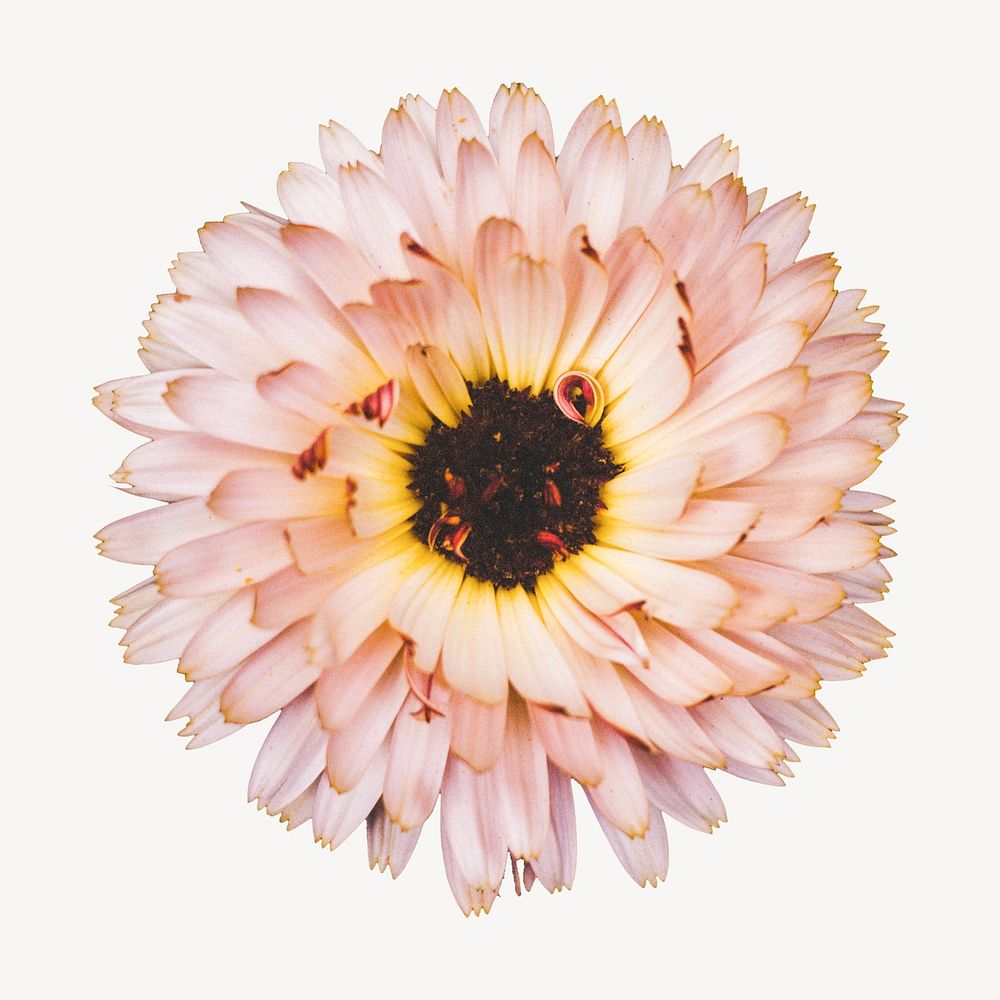 Pink daisy flower, isolated botanical image