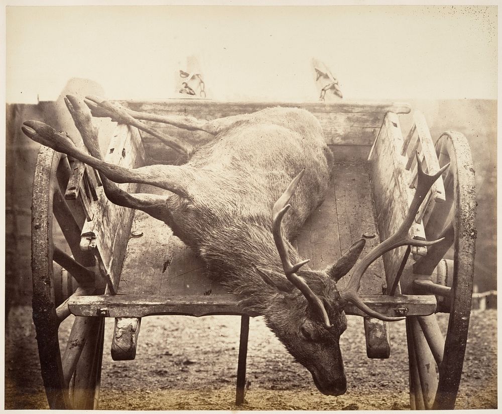 Stag in Cart