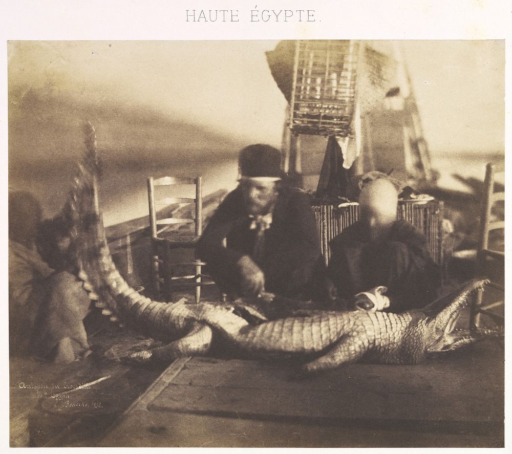 Autopsy of the First Crocodile Onboard, Upper Egypt