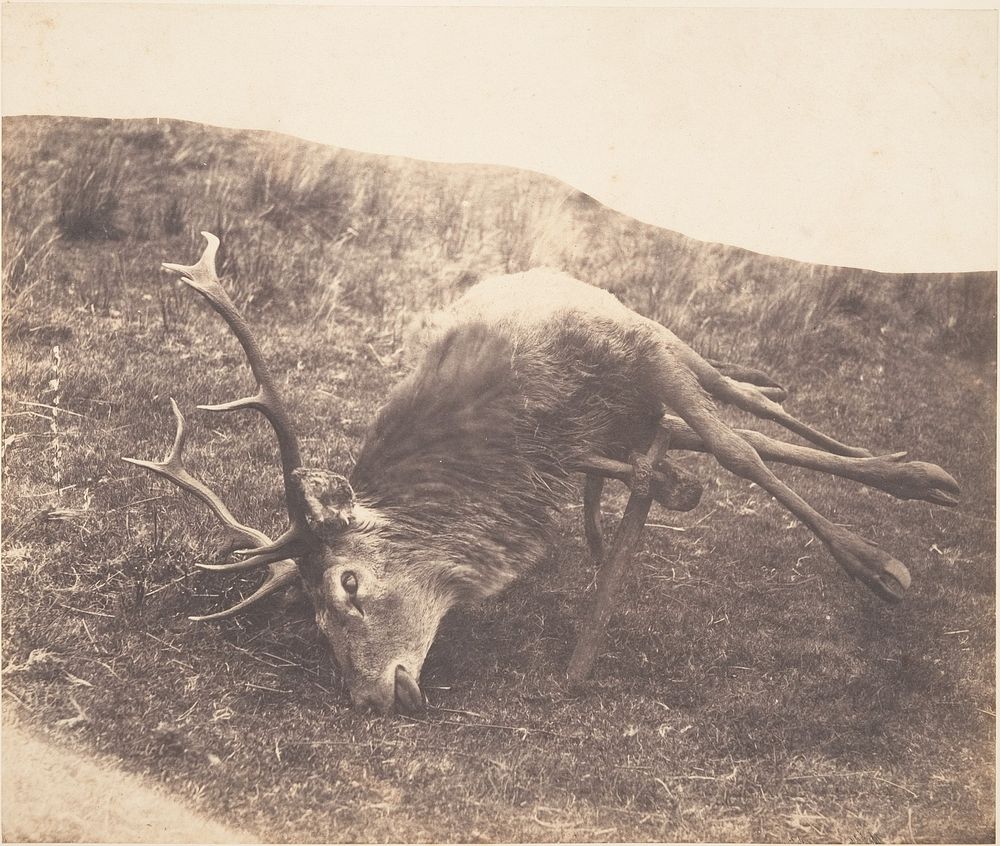 Stag Shot by Mrs. Ross