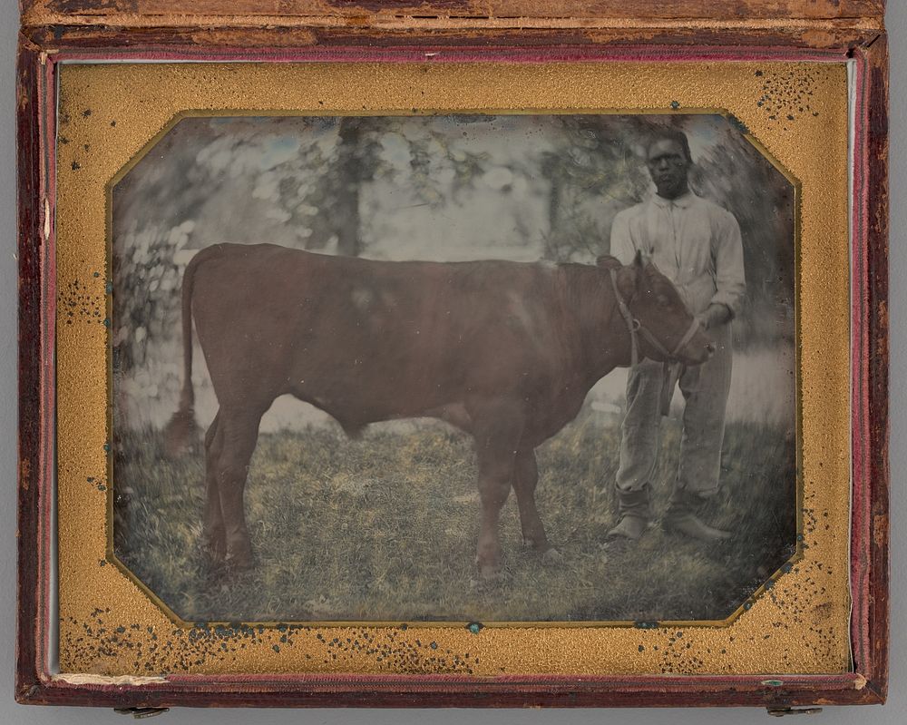 Untitled (Portrait of a Standing Man with a Steer) by Montgomery Simons