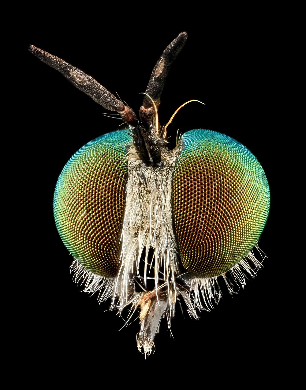 Robber Fly, Face, Beltsville