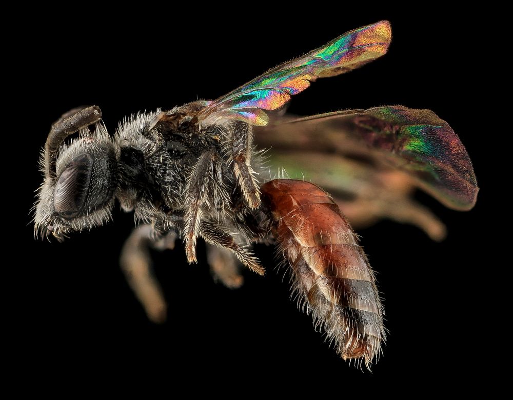 Sphecodes brachycephalus, F, side, NC, Moore Co