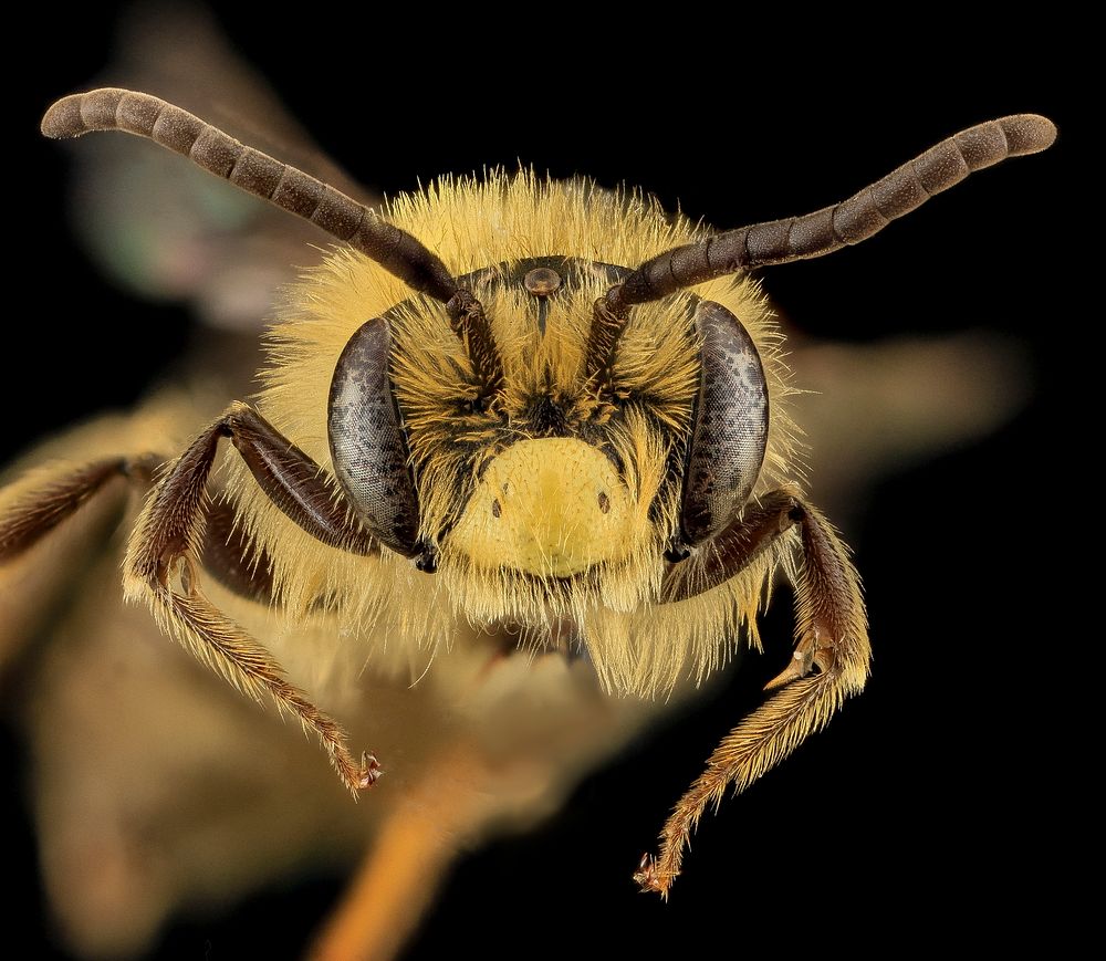 Andrena asteroides, U, Face, PG county